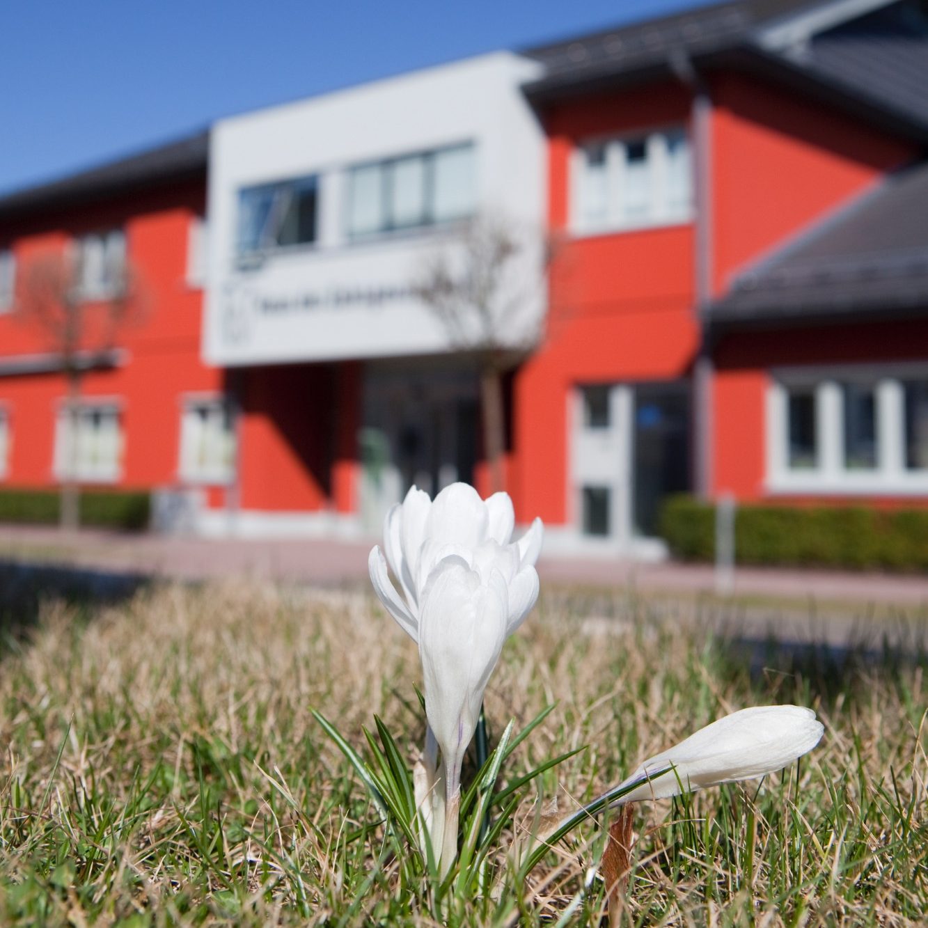 Haus der Zahngesundheit Weiße Blume im Vordergrund, rotes Gebäude im Hintergrund.